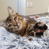 Lywen, adorable chaton à l'adoption #3