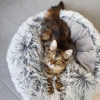 Lywen, adorable chaton à l'adoption #4