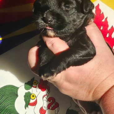 Terrier tibétain lof #4