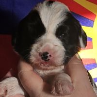 Terrier tibétain lof