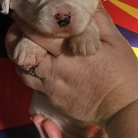 Terrier tibétain lof #2