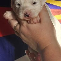 Terrier tibétain lof #3