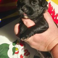 Terrier tibétain lof #4