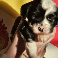 Terrier tibétain lof #5