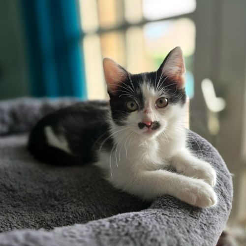 Chaplin trop mignon à la moustache irrésistible