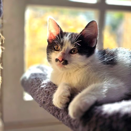 Chaplin trop mignon à la moustache irrésistible #2