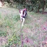 Chien sonia à l adoption #2