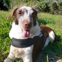 Chien sonia à l adoption