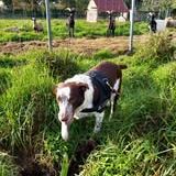 Chien sonia à l adoption #3