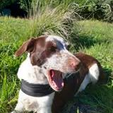 Chien sonia à l adoption #4