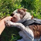 Chien sonia à l adoption #5