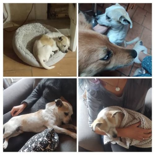 Chien billy à l adoption