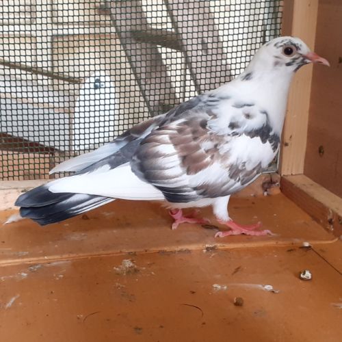 Jeunes pigeons blancs ou macots #4