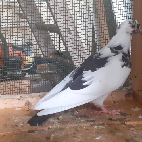 Jeunes pigeons blancs ou macots #5