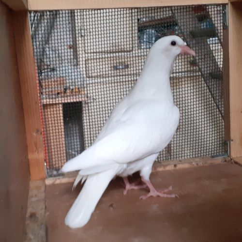 Jeunes pigeons blancs ou macots #9