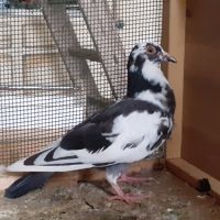 Jeunes pigeons blancs ou macots #3