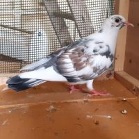 Jeunes pigeons blancs ou macots #4