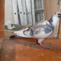 Jeunes pigeons blancs ou macots #6