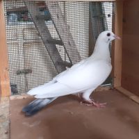 Jeunes pigeons blancs ou macots #7