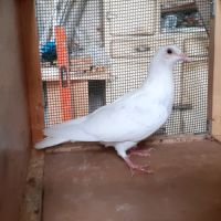 Jeunes pigeons blancs ou macots