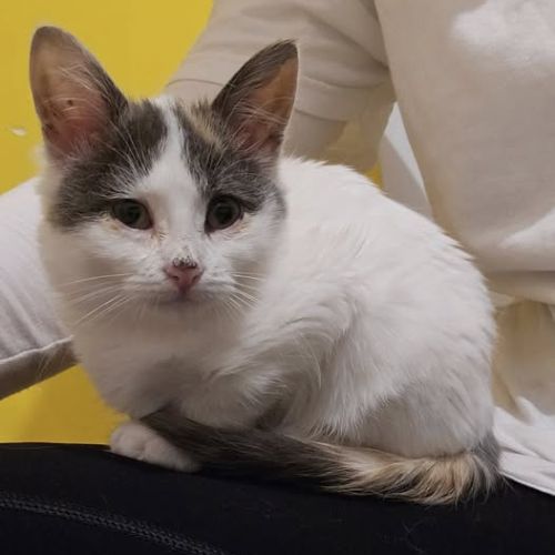 Chat plume à l adoption