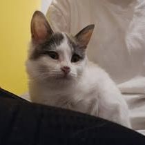 Chat plume à l adoption #2