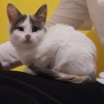 Chat plume à l adoption #3