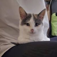 Chat plume à l adoption #4