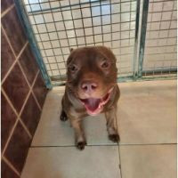 Chien rico à  l adoption