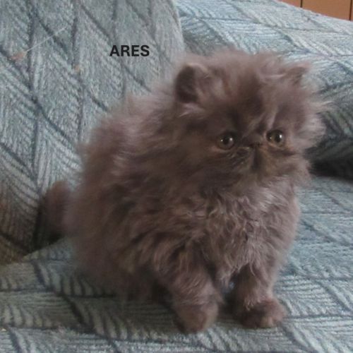 2 magnifiques chatons persans femelles a reserver