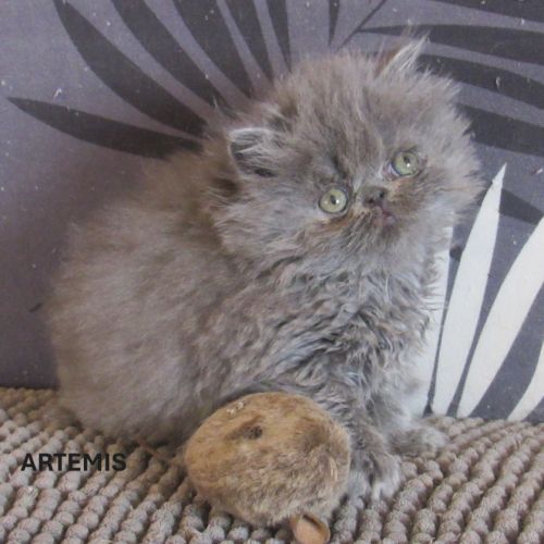 2 magnifiques chatons persans femelles a reserver