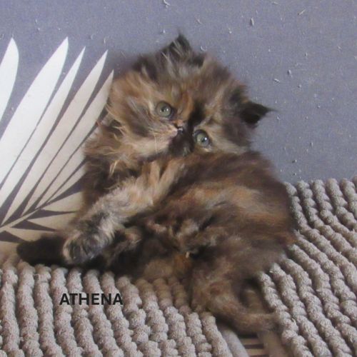 2 magnifiques chatons persans femelles a reserver #2