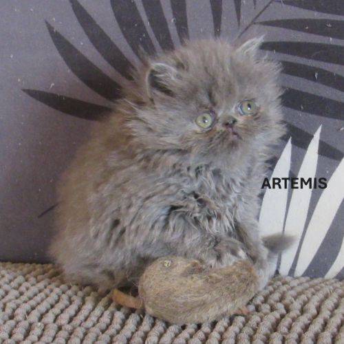 2 magnifiques chatons persans femelles a reserver #3