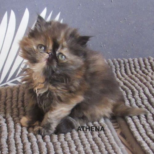 2 magnifiques chatons persans femelles a reserver #4