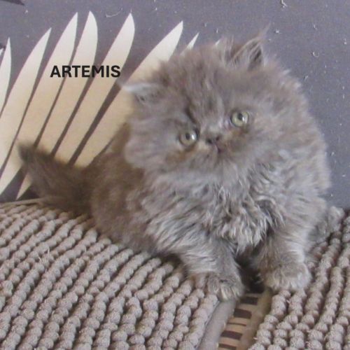 2 magnifiques chatons persans femelles a reserver #7