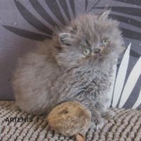 2 magnifiques chatons persans femelles a reserver