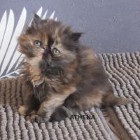 2 magnifiques chatons persans femelles a reserver #4