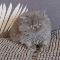 2 magnifiques chatons persans femelles a reserver #5