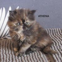 2 magnifiques chatons persans femelles a reserver #6