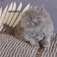 2 magnifiques chatons persans femelles a reserver #7