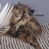 2 magnifiques chatons persans femelles a reserver #8