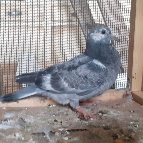 Jeunes pigeons couleur mosaïque #1