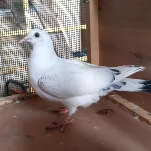 Jeunes pigeons couleur mosaïque #2