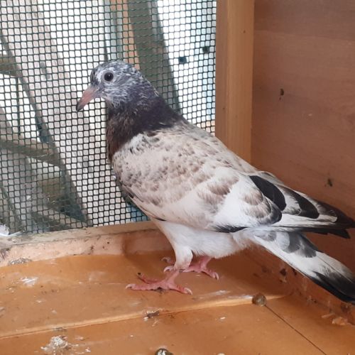 Jeunes pigeons couleur mosaïque #4