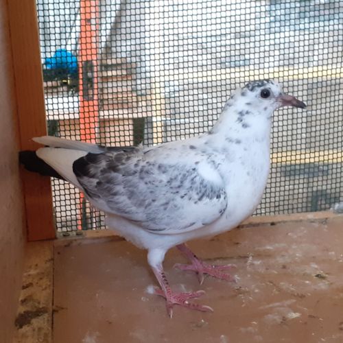 Jeunes pigeons couleur mosaïque #5