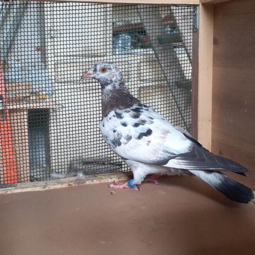 Jeunes pigeons couleur mosaïque #6