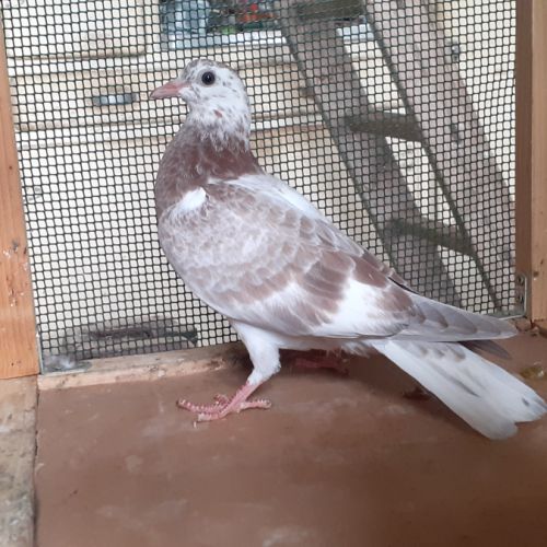 Jeunes pigeons couleur mosaïque #8