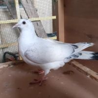 Jeunes pigeons couleur mosaïque #2