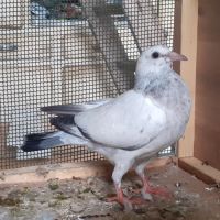 Jeunes pigeons couleur mosaïque #3