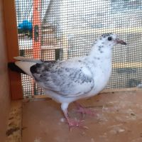 Jeunes pigeons couleur mosaïque #5